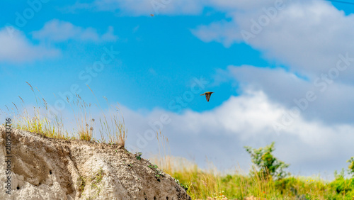 A colorful European bee-eater (Merops apiaster) perched on a wire against a clear blue sky, holding a small insect in its beak. The bird displays its characteristic bright green.