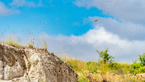 A colorful European bee-eater (Merops apiaster) perched on a wire against a clear blue sky, holding a small insect in its beak. The bird displays its characteristic bright green.