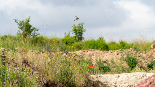 A colorful European bee-eater (Merops apiaster) perched on a wire against a clear blue sky, holding a small insect in its beak. The bird displays its characteristic bright green.