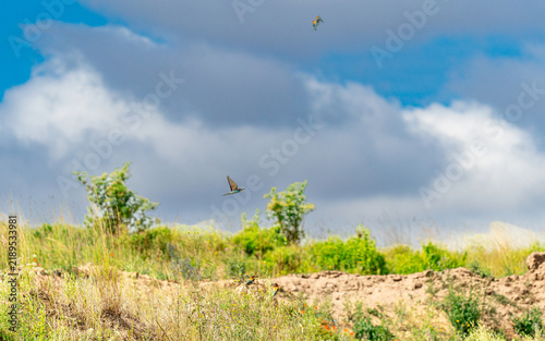 A colorful European bee-eater (Merops apiaster) perched on a wire against a clear blue sky, holding a small insect in its beak. The bird displays its characteristic bright green.