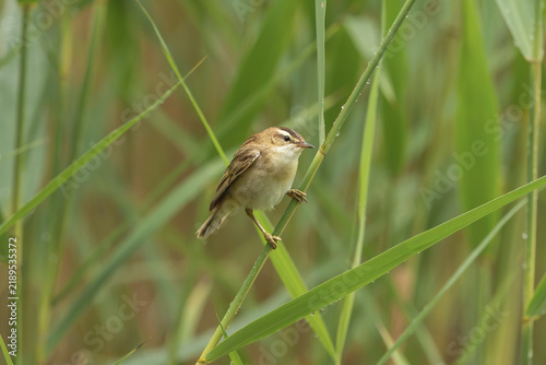 Foto Sedge warbler (Acrocephalus schoenobaenus) perched on green reeds near Mrągowo, Masuria, Poland
