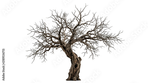 Old twisted dead tree with a hollow trunk isolated on transparent background