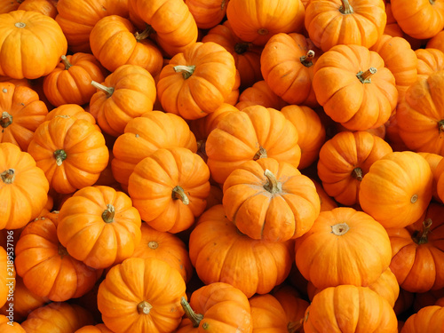 Foto Vibrant close up of many small orange pumpkins heaped together for seasonal fall