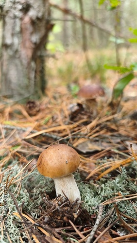Fotografie mushrooms in the forest
