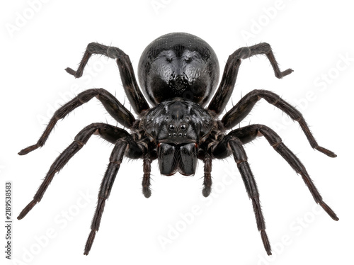 Fotografie Black spider isolated on white background, macro shot of a creepy arachnid insect