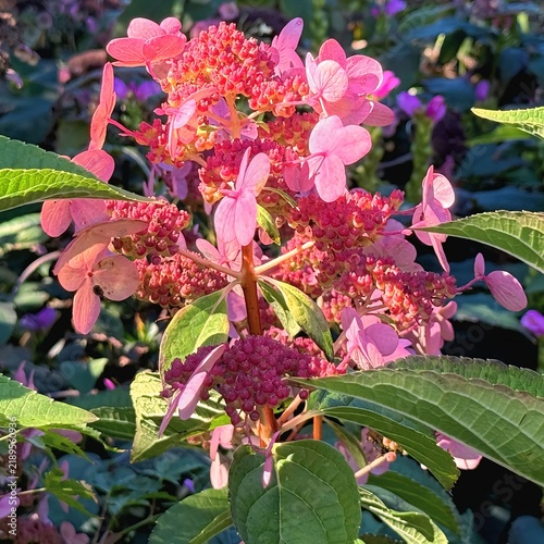 Macro view of pink panicle hydrangea flower cluster showing fertile buds and delicate petals