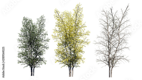 Grey Birch isolated on white