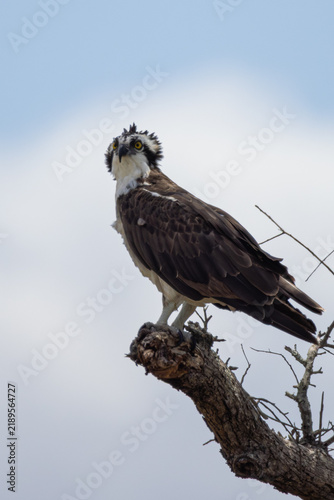 Foto Osprey (Pandion haliaetus) Alert on Weathered Branch, Florida, Wide-Eyed Express