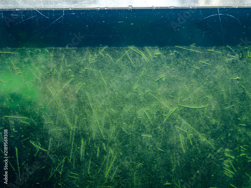 Close-up of heavily scratched and dirty aquarium glass covered with green algae and organic residue. Visible waterline and layered grime create an abstract underwater grunge texture with natural green