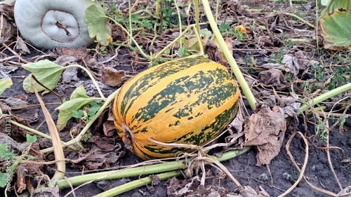 Large ripe pumpkin in the field.Pumpkin harvest season.