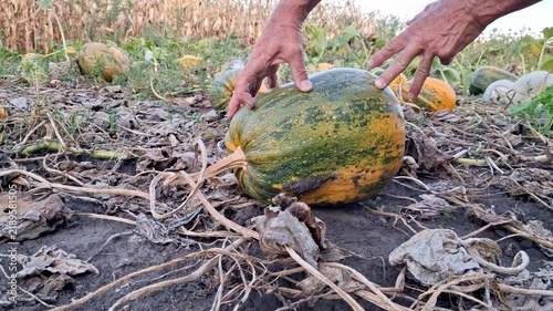 Large ripe pumpkin in the field.Pumpkin harvest season.