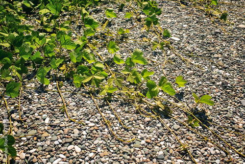 Obraz na plátně Lush green kudzu vine leaves spreading over pebble stone beach under bright sunlight