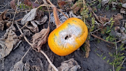 Rotten pumpkin lying in a field in the open air.