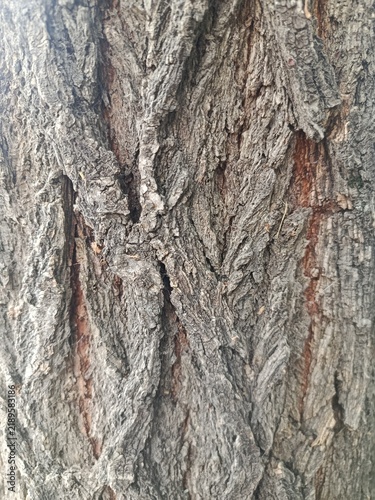 Tree bark texture
