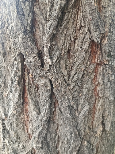 Bark of a tree