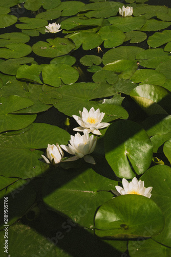 Foto white water lily in pond