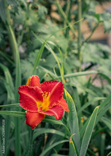 Bild auf Leinwand Red orange daylily flower blooming in summer garden