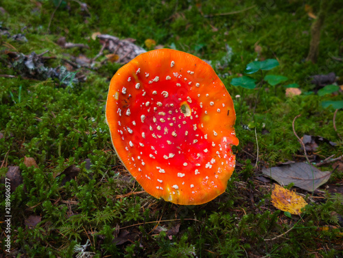 Quadro su tela Bright red fly agaric mushroom cap growing on green mossy ground in forest