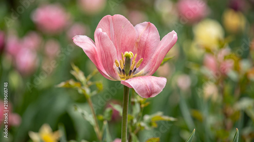 Close-up shot of a delicate pink tulip fully bloomed in a vibrant spring garden with soft natural sunlight