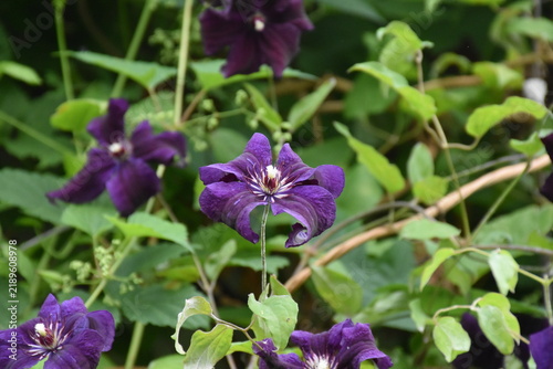 Deep Blue Clematis in Full Bloom – Elegant Garden Beauty
