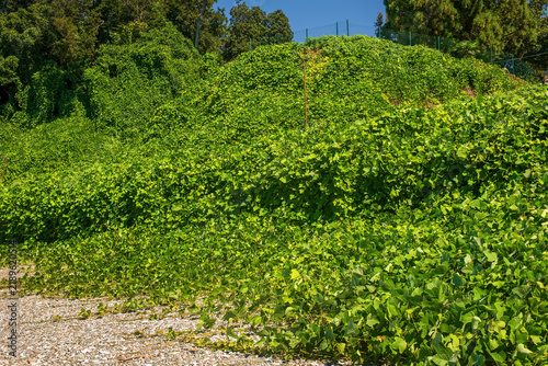Foto Lush green kudzu vine thicket overgrowing coastal hillside under bright summer sunlight