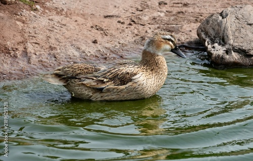 A female Welsh Harlequin duck (Anas platyrhynchos domesticus) on a pond. England, UK.