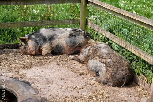 Картината върху платно Kunekune pigs resting in an enclosure