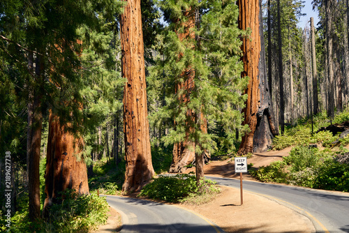 Foto Strada asfaltata tra sequoie giganti