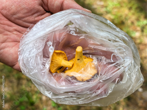 Foto Close up of fresh yellow chanterelles in a plastic bag