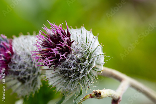 Konstfotografi Close-up of a purple thistle flower opening from a spiky cobweb bud
