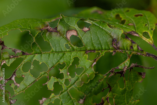 Quadro su tela Green leaf with holes and brown necrotic spots from disease