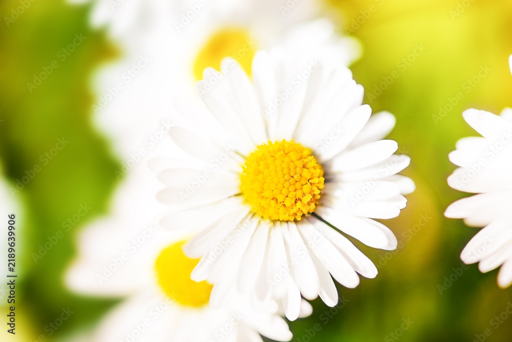Fototapeta premium Bright floral background with white daisies and yellow centers in sunlight. Soft green blurred background and selective focus create a fresh spring nature backdrop.