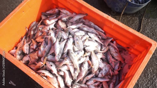 Freshly caught prawns and fish in crates at a busy fishing harbor in Mumbai, India