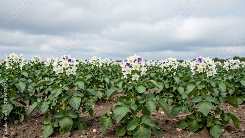 Potato Field With Flowering Plants