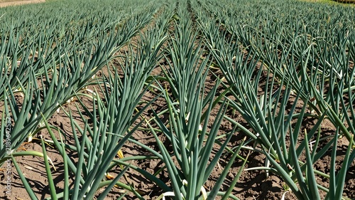 Onion Field With Green Tops