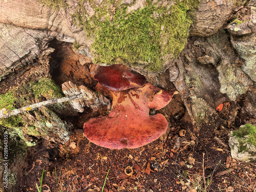 Foto Fistulina hepatica mushroom commonly known as ox tongue or beefsteak polypore in the wild