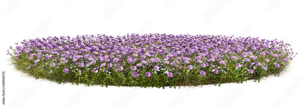 Obraz premium Vibrant blooms floral fields on transparent background 3d rendering png