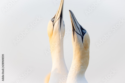 Foto Northern Gannets looking at the sky