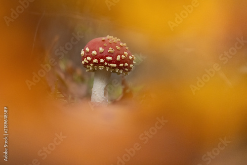 Quadro su tela Fly agaric in autum