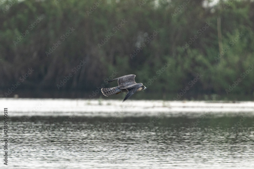 Fototapeta premium Flying swallow over calm lake with forest shoreline, captured in motion during peaceful wildlife scene with rippling water and natural habitat