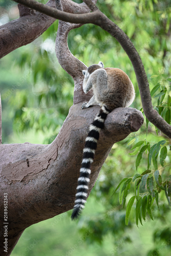 Fototapeta premium Ring tailed lemur primate animal mammal wildlife tree branch forest tail striped tail gray fur white face black marking sitting climbing arboreal nature tropical habitat conservation