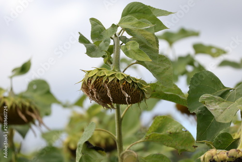 Konstfotografi Mature sunflower head hanging downward as seeds ripen and foliage fades