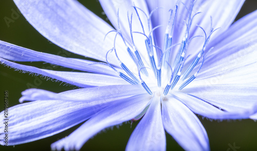 Fotografía Extreme Macro of Common Chicory Flower Cichorium Intybus with Delicate Blue Peta