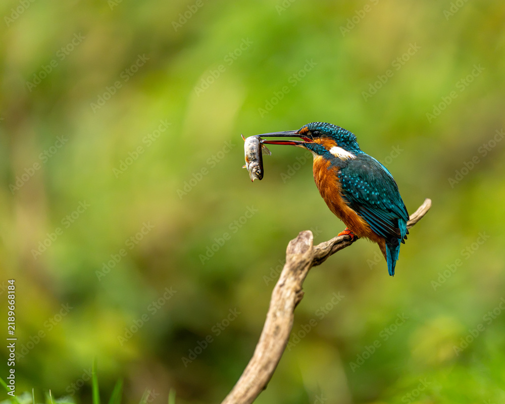 Fototapeta premium Common kingfisher (Alcedo atthis)