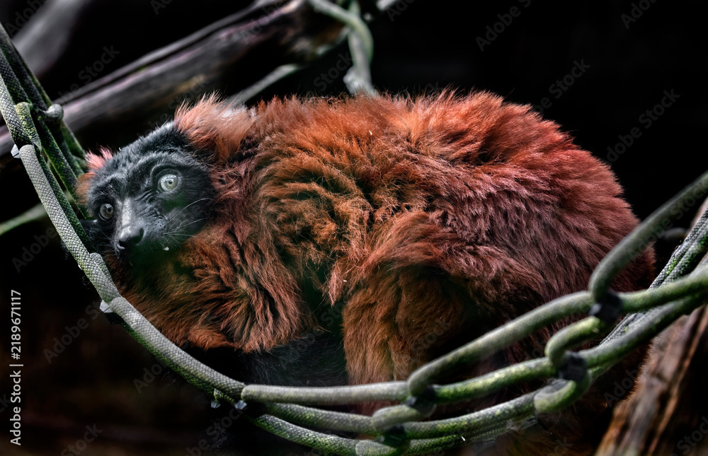 Obraz premium Red ruffed lemur in the hammock. Latin name - Varecia rubra