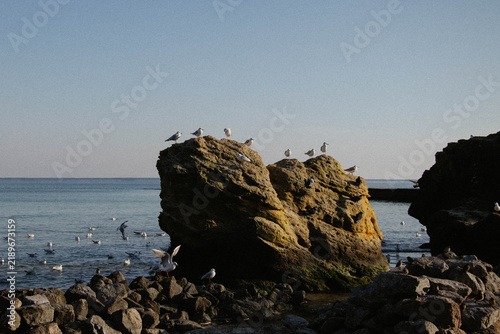 seagulls on the beach on rocks