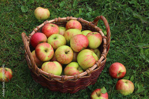 Obraz na plátně Basket of fresh red and green apples on grass in a sunny orchard, representing fruit harvest, gardening, and rural agriculture
