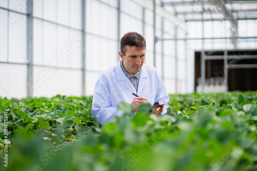 An agricultural scientist carefully inspects the quality of strawberries growing in a greenhouse, illustrating the importance of quality assessment in modern agricultural practices