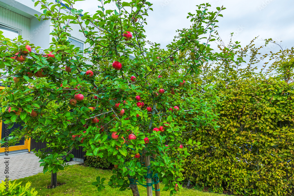 Obraz premium Beautiful view of apple trees laden with ripe fruit in garden beside modern house. Sweden.