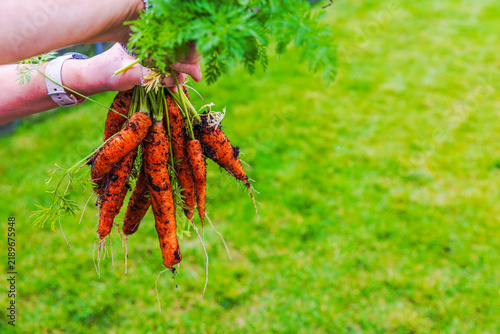 Konstfotografi Close-up view of gardener holding freshly harvested carrots covered with garden soil